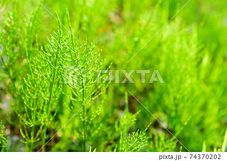 スギナの写真素材