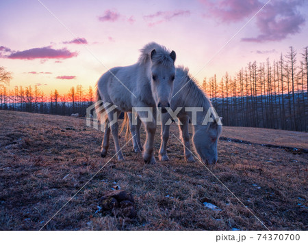 朝焼けと道産子 朝焼けと道産子 74370700