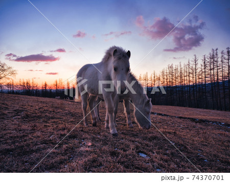 朝焼けと道産子  74370701