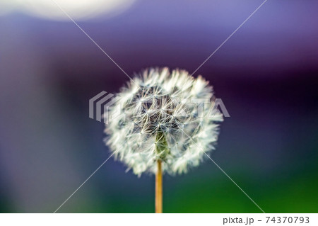 White fluffy dandelion on blue green background White fluffy dandelion on blue green background 74370793