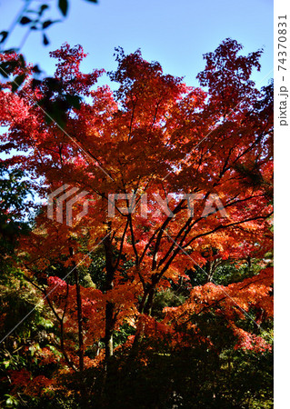 京都嵐山天龍寺庭園の紅葉	 74370831