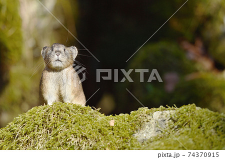 ナキウサギ（北海道） 74370915