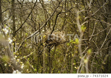 A nest in the branches of a dense overgrown bush 74371024