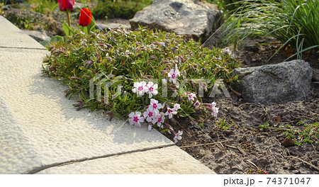 Creeping moss phlox subulata flowering small plant, beautiful flowers carpet of mountain phlox flowers in bloom, ground covering perennials with purple white petas on garden background 74371047