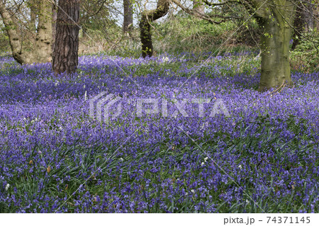Spring woodland with bluebell flowers 74371145