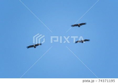 鳥 空 ワシ 74371195