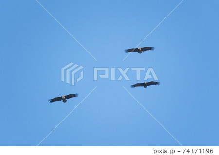 鳥 空 ワシ 74371196