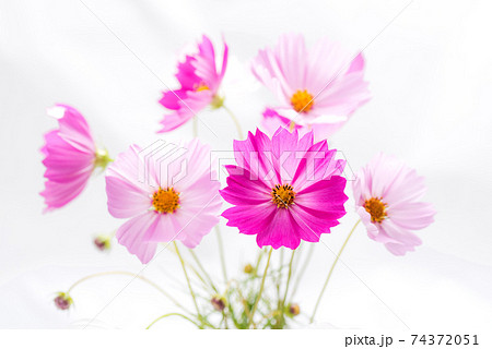 白バックのピンクのコスモスの花の写真素材