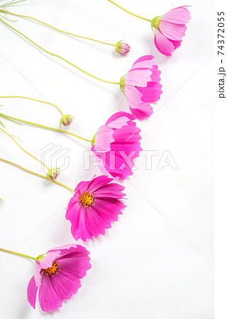 白バックの並んだ濃いピンクのコスモスの花 白バックの並んだ濃いピンクのコスモスの花 74372055