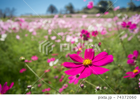 お花畑をバックに濃いピンクのコスモスの花のアップの写真素材