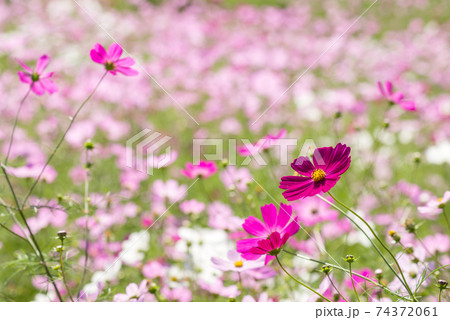 お花畑をバックに濃いピンクのコスモスの花の写真素材