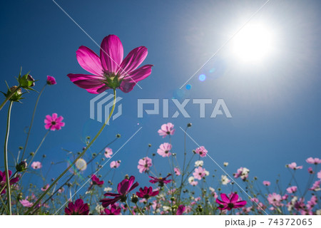 花畑をバックに太陽の下の濃いピンクのコスモスの花の写真素材