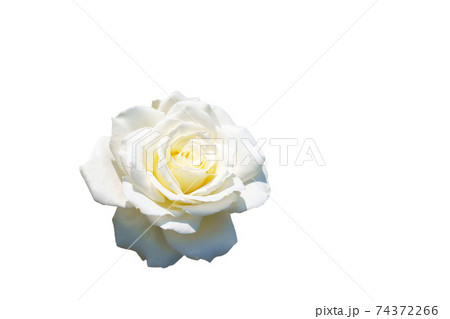 一輪の白いバラの花 白背景 一輪の白いバラの花 白背景 74372266