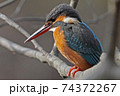 カワセミ 74372267