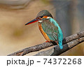 カワセミ 74372268