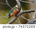 カワセミ 74372269