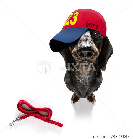 cool baseball cap urban dog cool baseball cap urban dog 74372848