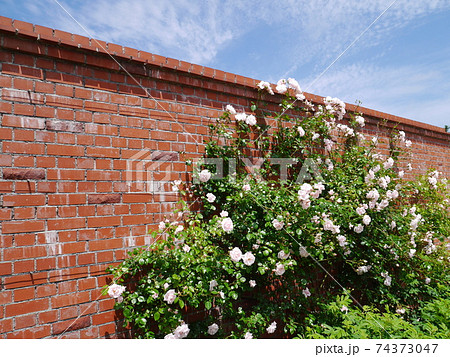 レンガの壁にはうようにして咲いたバラの写真素材