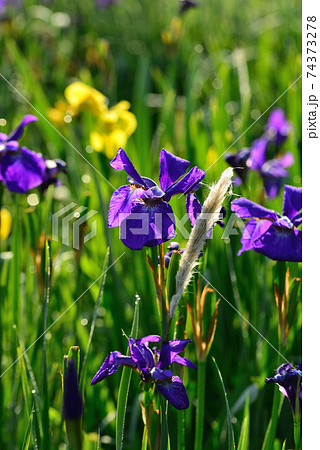 初夏の折立菖蒲園に咲いた菖蒲の写真素材