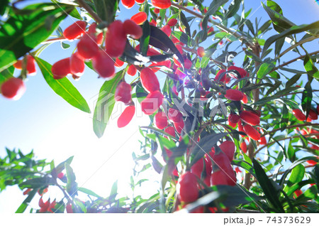 Goji berry fruits and plants in sunshine garden Goji berry fruits and plants in sunshine garden 74373629