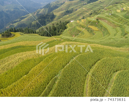 Aerial view of terrace rice field in China 74373631