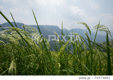 Beautiful terrace rice field in China 74373663
