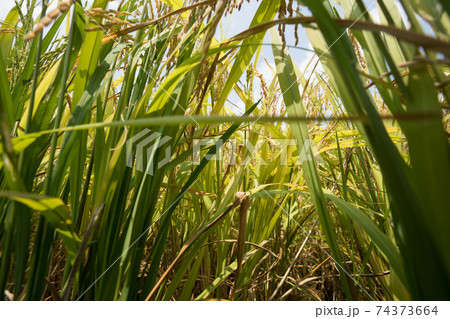 Rice grain under blue sky Rice grain under blue sky 74373664