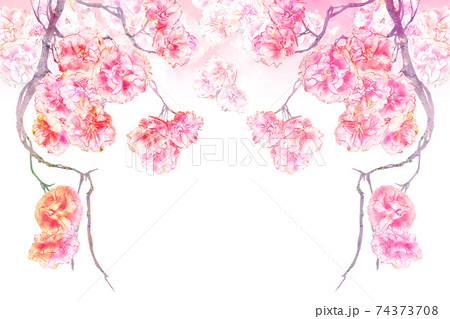 アールデコ風八重桜の華やかな手描きイラスト 74373708