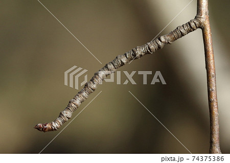 自然　植物　カマツカ、枝先に花をつける短枝とその冬芽。葉痕跡がデコボコ、この短枝は何年物？ 74375386