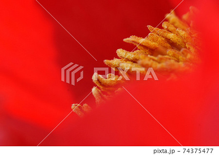 鳥取　四季の散歩　鯉幟が泳ぐ川　瀬戸川 74375477