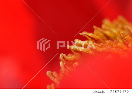 鳥取　四季の散歩　鯉幟が泳ぐ川　瀬戸川 74375479