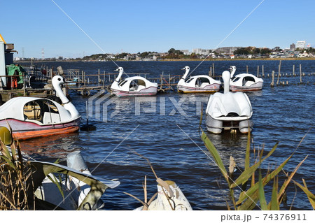 手賀沼 千葉県北部 74376911