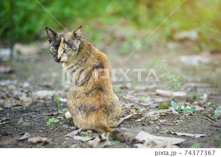 Orange cat Thailand sitting on the ground in the garden grass under sunlight. 74377367