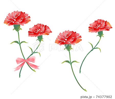 Red carnation flower drawing isolated on white background. Watercolor, hand  drawn style, ai generation 24347463 Stock Photo at Vecteezy