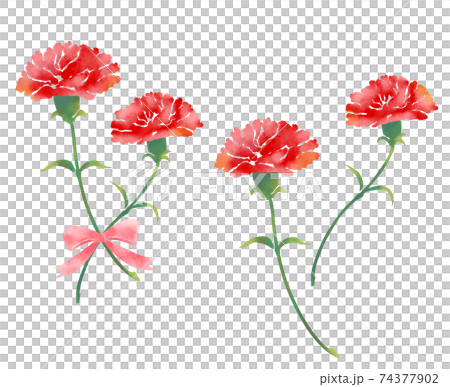紅色康乃馨水彩風格插畫 74377902