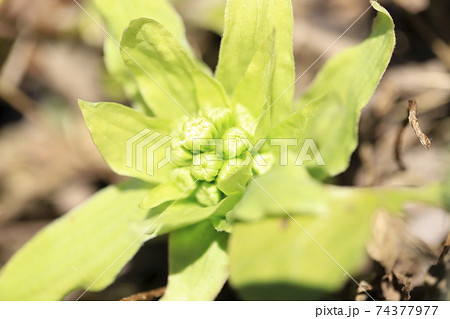 蕗 フキ の花 ふきのとう の写真素材