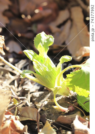 蕗（フキ）の花　ふきのとう　　 　　 74377992