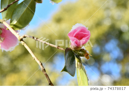 冬に咲くワビスケツバキ 74378017