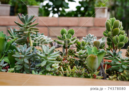 多肉植物のオシャレな寄植えの写真素材