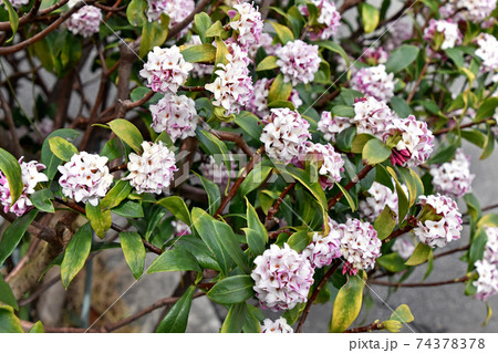 ジンチョウゲ(沈丁花) ジンチョウゲ(沈丁花) 74378378