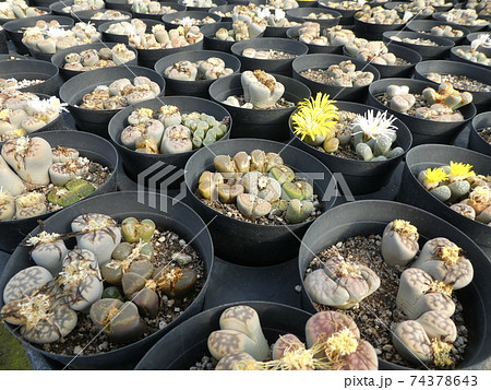群生サボテン/多肉植物 74378643
