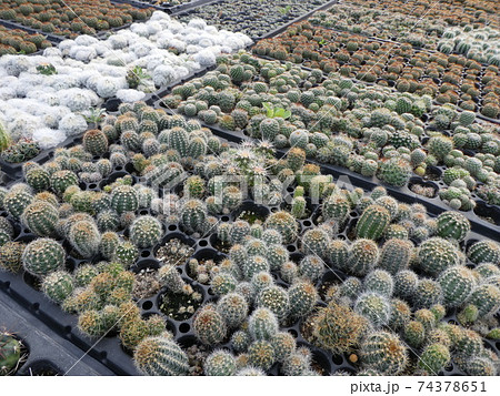 群生サボテン/多肉植物の写真素材 [74378651] - PIXTA