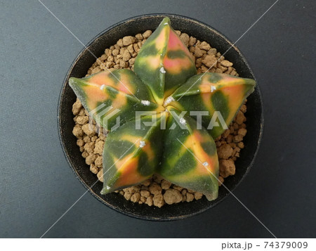 紅葉鸞鳳玉錦/アストロフィツム 74379009