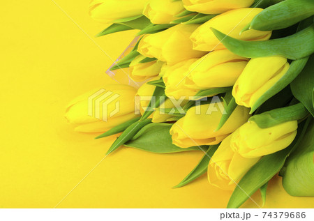 Bouquet of fresh yellow tulips Bouquet of fresh yellow tulips 74379686
