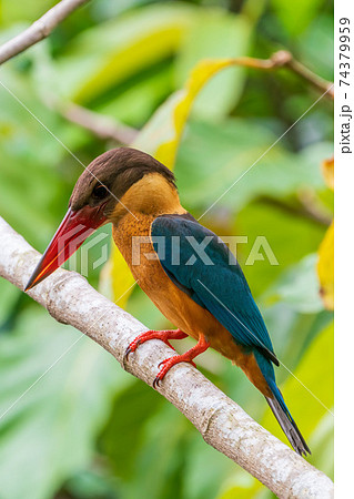 【ショウビン】木の枝に留まるコウハシショウビン 【ショウビン】木の枝に留まるコウハシショウビン 74379959