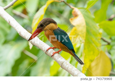 【ショウビン】木の枝に留まるコウハシショウビン 74379960