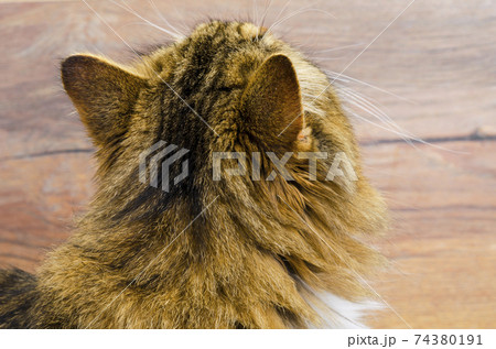 Head of gray fluffy cat on wooden background Head of gray fluffy cat on wooden background 74380191