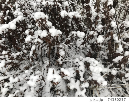 Plants, trees, shrubs, flowers under first snow in winter Plants, trees, shrubs, flowers under first snow in winter 74380257