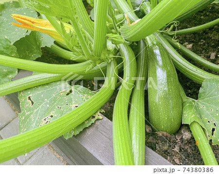 fruit of zucchini squash grows on bush fruit of zucchini squash grows on bush 74380386