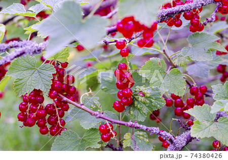 Redcurrant berries ripen on bush. Studio Photo 74380426